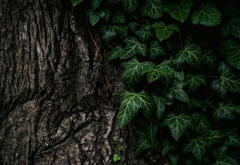 Tree Bark Textured Cake