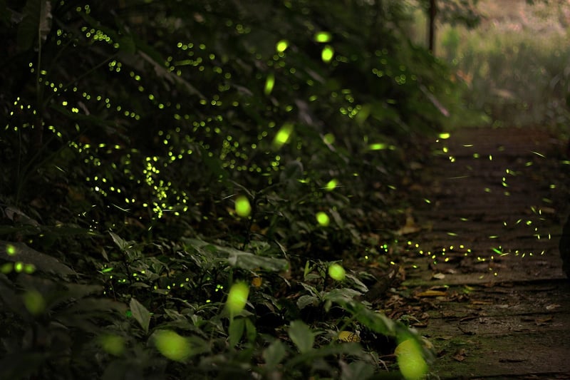 Enchanted Forest