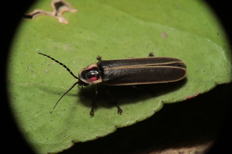 Dancing Fireflies