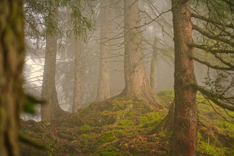 Woodland Setting