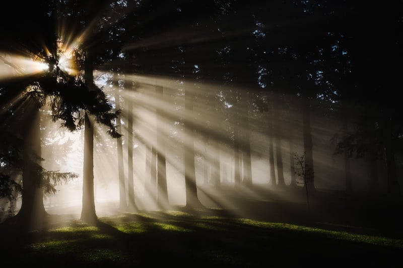 Mystical Woodland